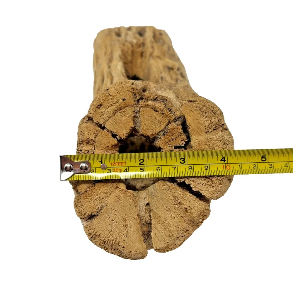 Natural Cholla Cactus Skeleton Wood Segment Reptile Aquarium Terrarium Decor
